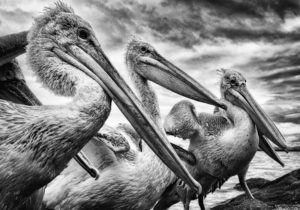 Jonny Ullström - Krushuvade pelikaner